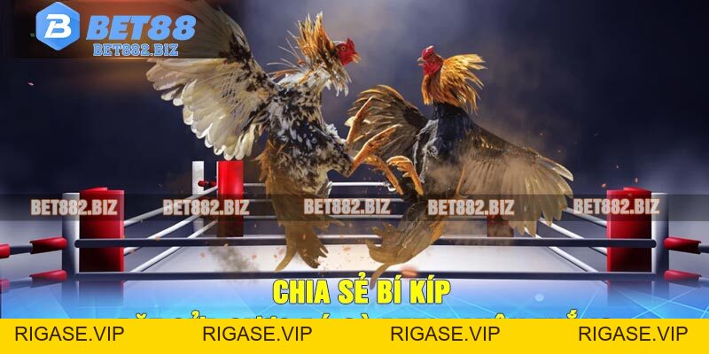 Đá Gà BET88 - Trang Cá Cược Đá Gà Trực Tuyến Xanh Chính
