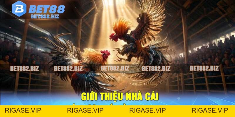 Đá Gà BET88 - Trang Cá Cược Đá Gà Trực Tuyến Xanh Chính