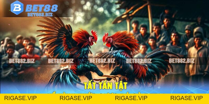 Đá Gà BET88 - Trang Cá Cược Đá Gà Trực Tuyến Xanh Chính